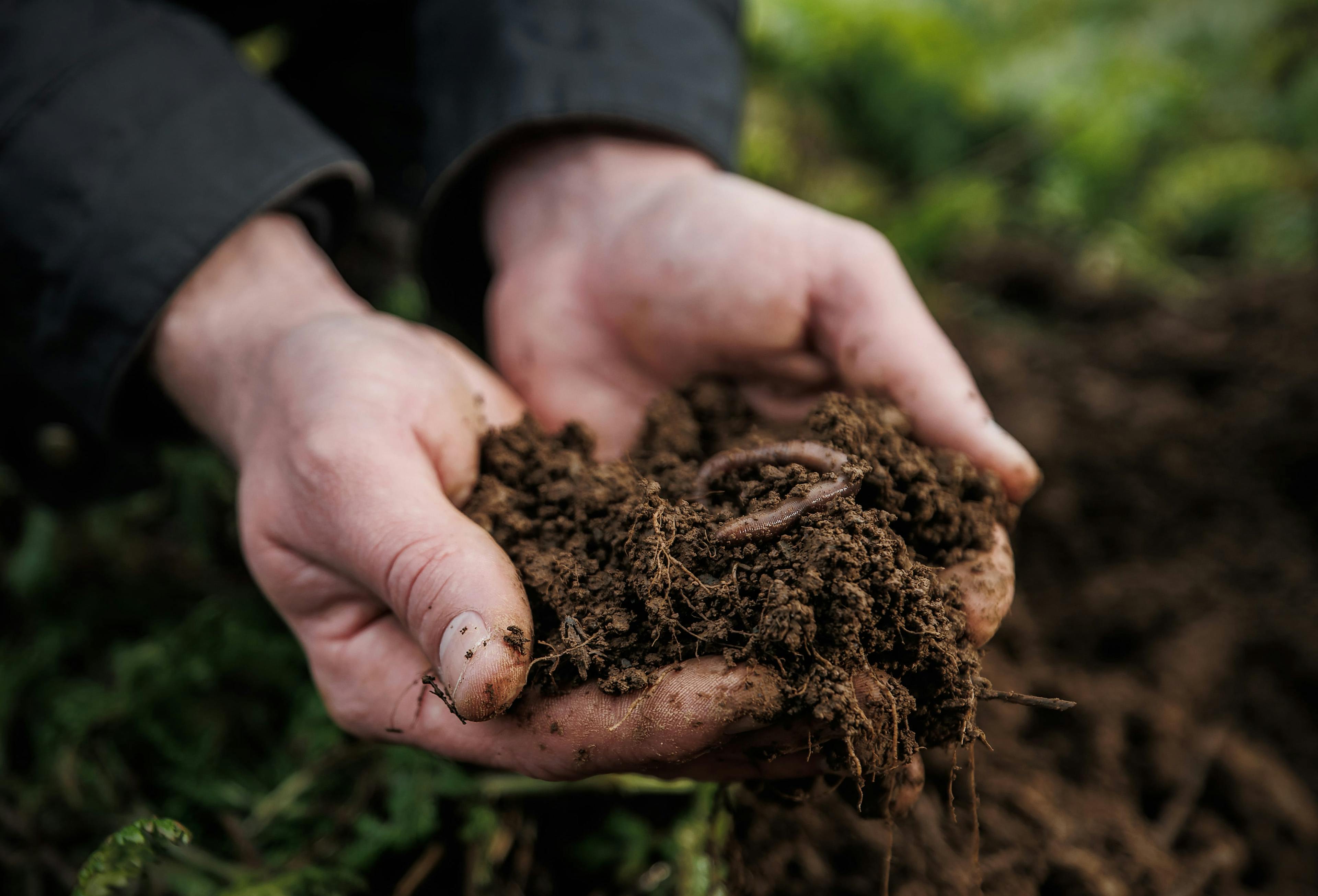 Image of man holding soil in his hands