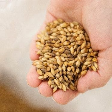 Fistful of barley from the Guinness regenerative agriculture programme